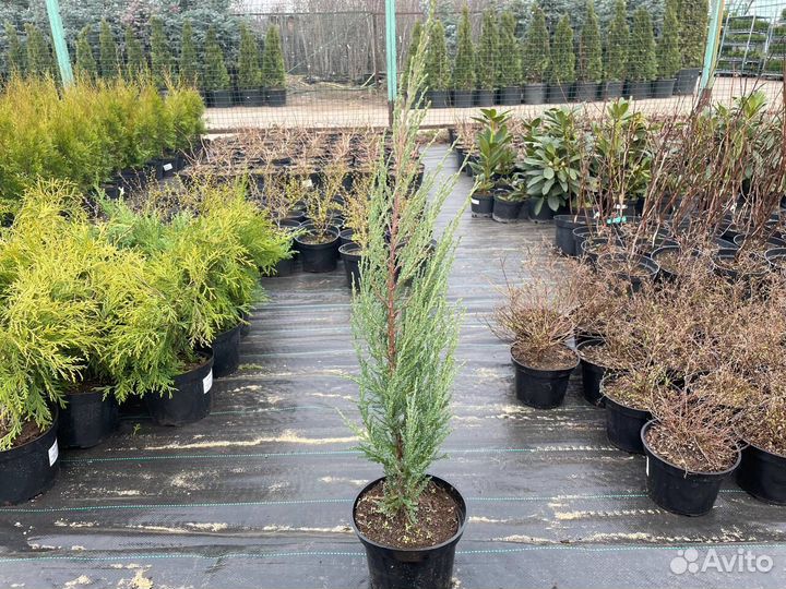 Можжевельники из питомника оптом
