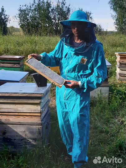 Мед Алтайский Свежий 2023г