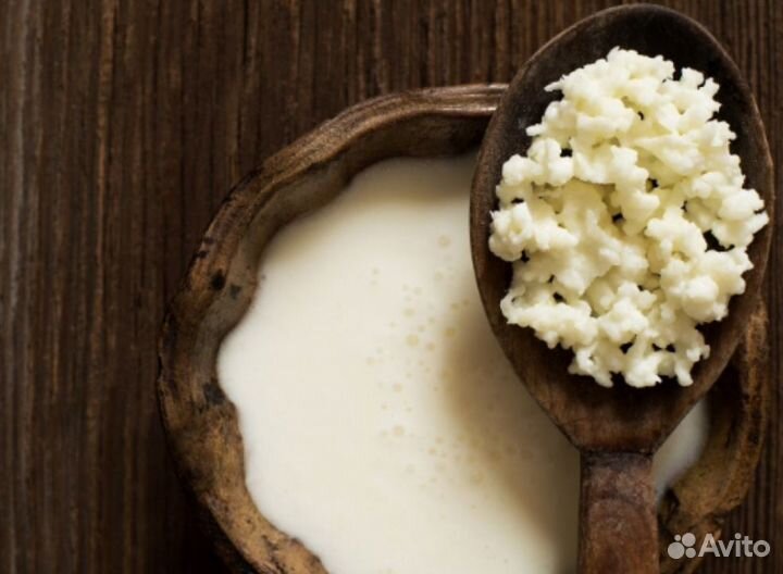 Молочный гриб