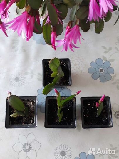 Шлюмбергера