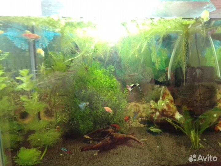 Растения для аквариума бесплатно