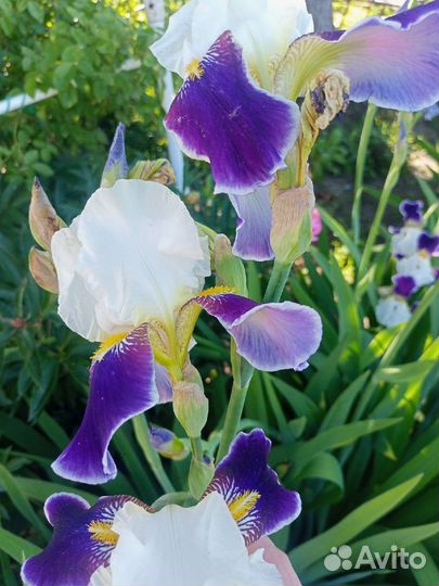 Ирисы, бадан, лилия