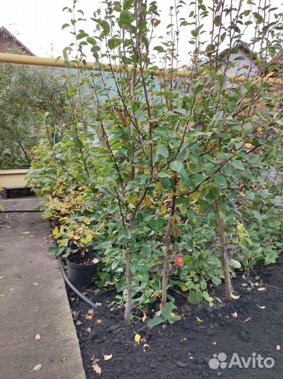 Плодово-ягодные культуры