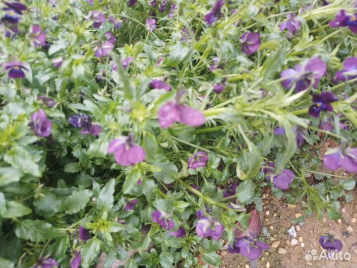 Многолетняя виола