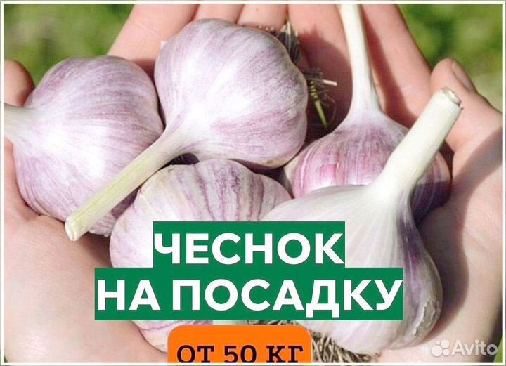 Чеснок озимый на посадку