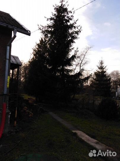 Ель живая 9м