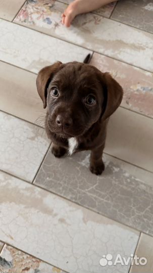 Зоогостиница