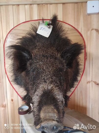 Голова Вепря