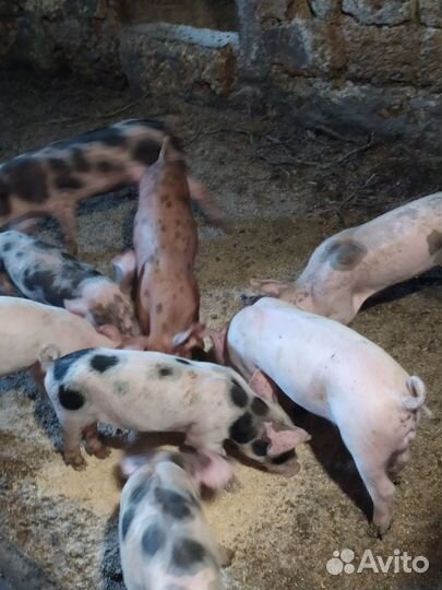 Поросенок ландрас + петрена