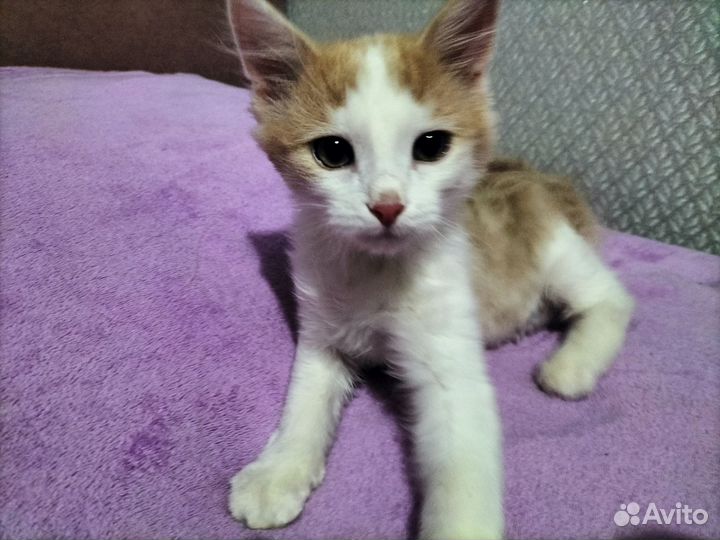 Отдам котика в добрые руки