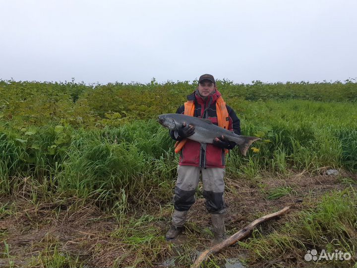 Рыбалка на Чавычу, Камчатка с 01.06. - 15.07.24 г