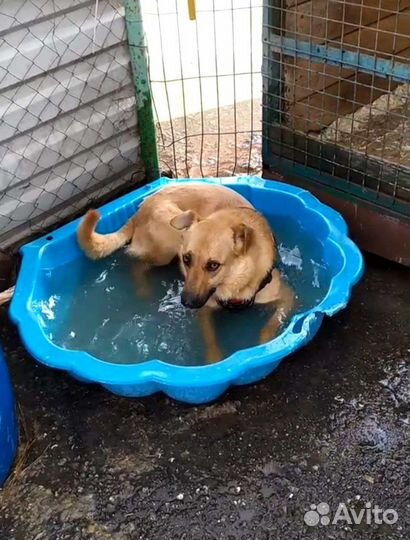 Жак ищет дом (собака из приюта)