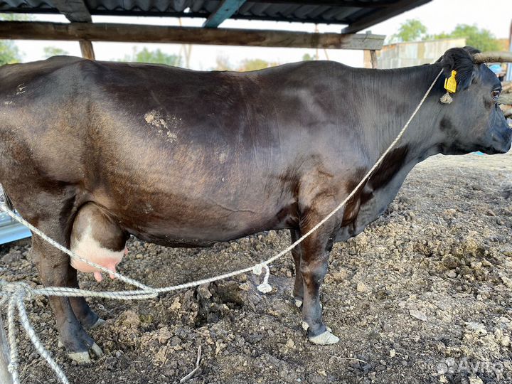 Продается Корова стельная отел в ноябре
