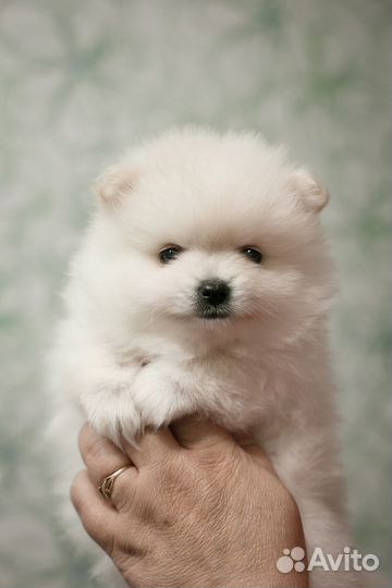 Щенки шпица