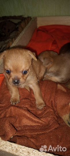 Маленькая собака чихуахуа