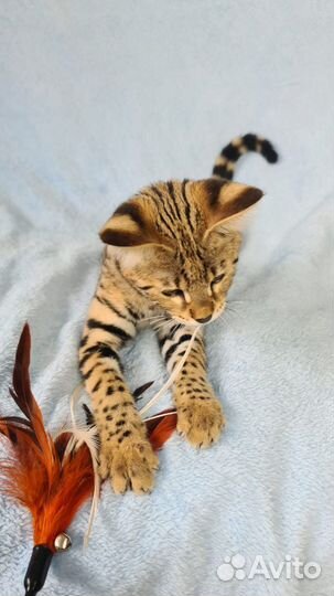 Котята саванна