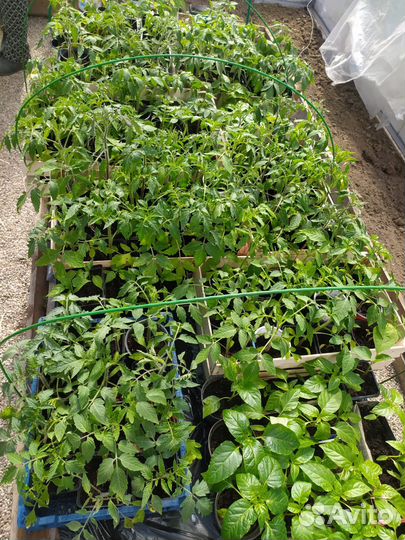 Рассада Баклажан Томатов Перцев