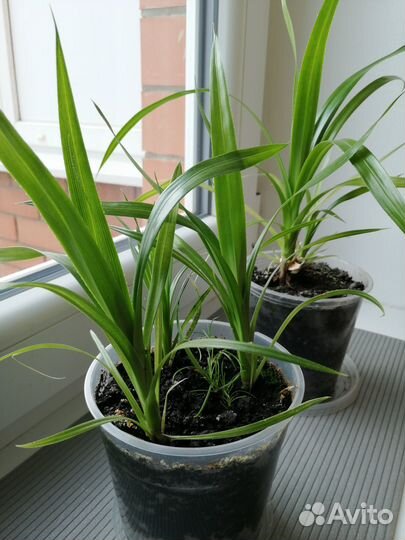 Ростки винтовая пальма панданус