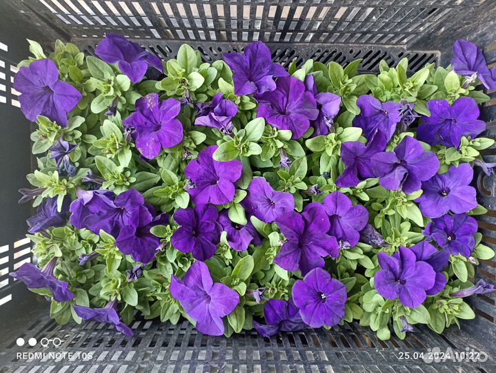 Рассада петунии