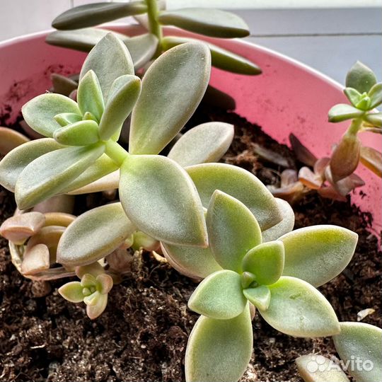 Суккуленты