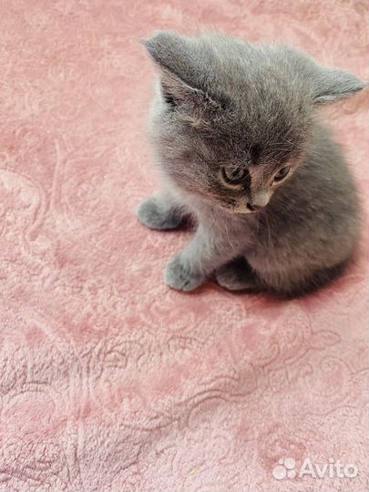Котята 2 девочки бесплатно