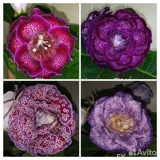 Глоксиния махровая листья