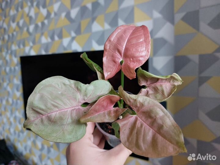 Комнатные растения доставка