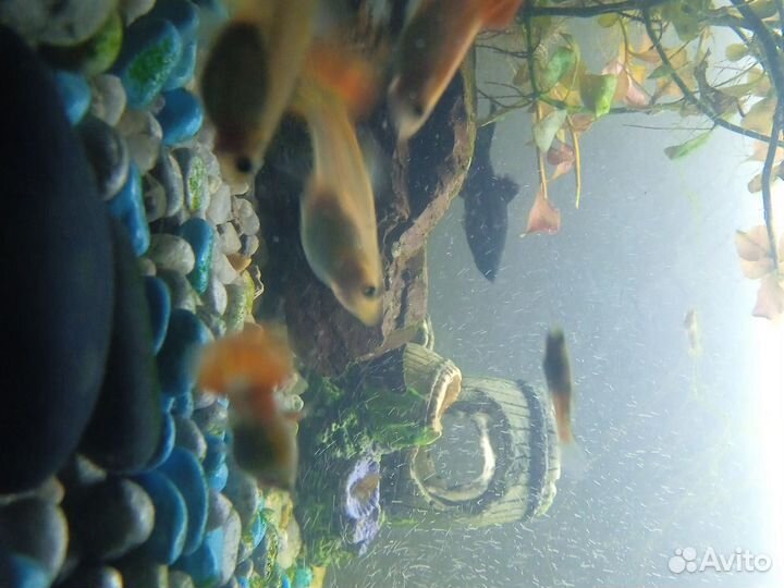 Мальки гуппи