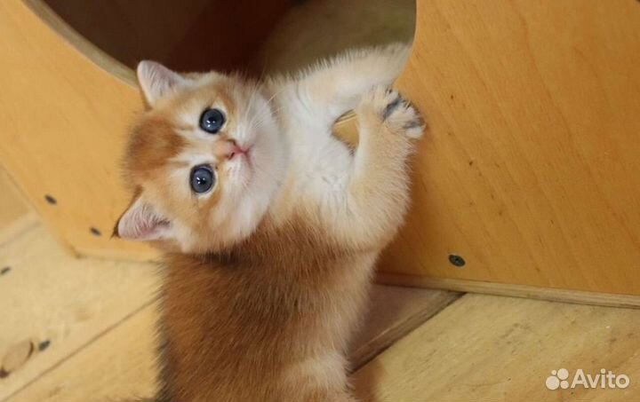 Шотландская золотая шиншилла мальчики