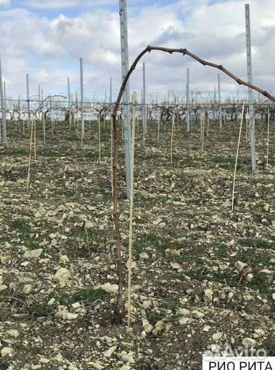 Стеклопластиковые колышки для растений 14 мм