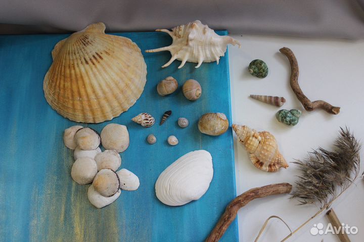 Набор морских ракушек. Морская звезда