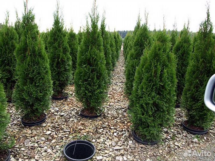 Саженцы туи