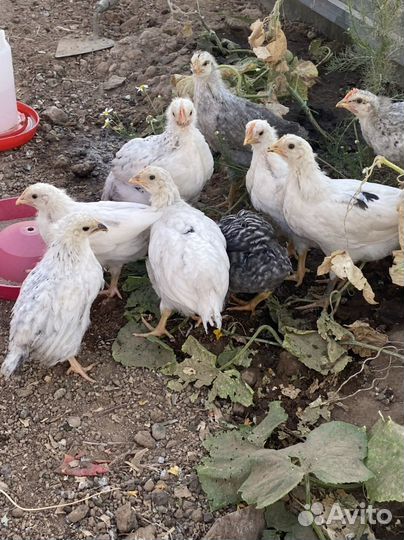 Цыплята несушки, доминанты