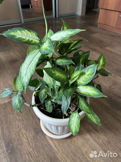 Диффенбахия кустовая