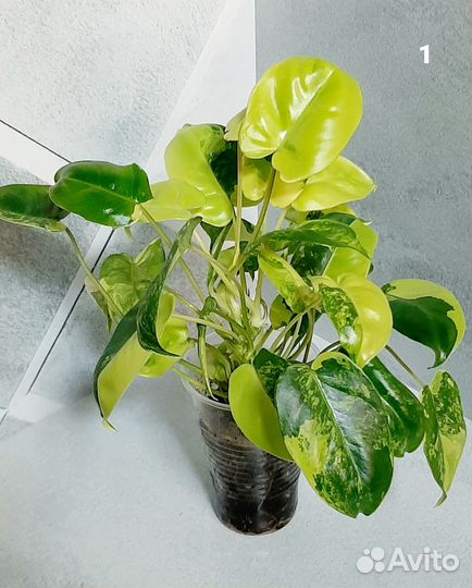 Филодендрон Бурле Маркс