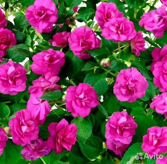 Бальзамины махровые в стаканчиках