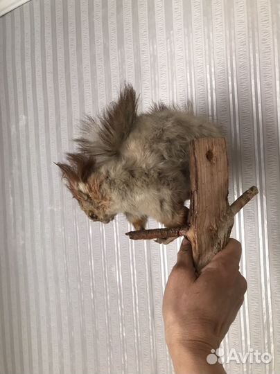 Белка муляж