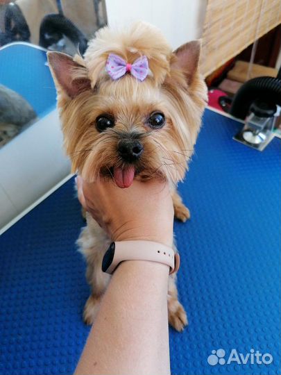 Стрижка собак и кошек, выезд на дом, передержка