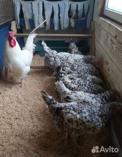 Инкубационное яйцо Пушкинской, Малин, Билефельдер