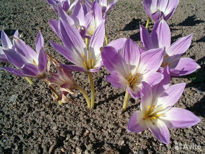 Луковицы безвременника