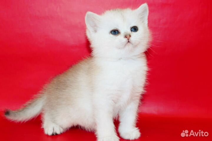 От родителей чемпионов