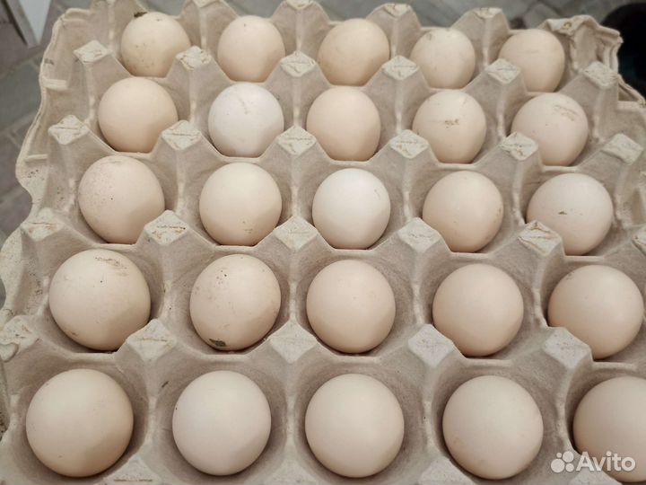 Яйцо фазана