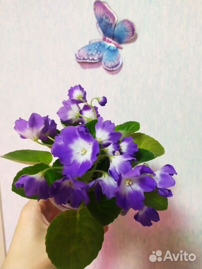 Фиалка цветущая Ness blueberry kiss