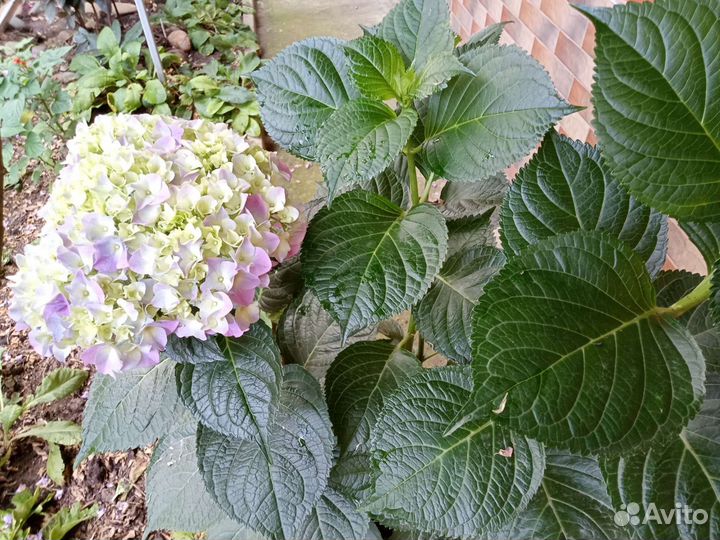 Гортензия метельчатая черенки