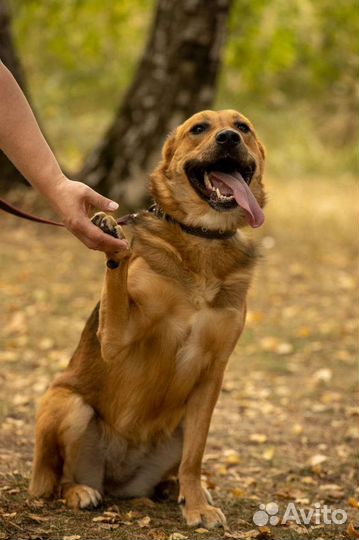 Небольшая собака ищет дом