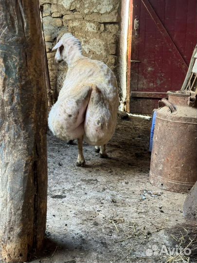 Продаеться курдючный баран