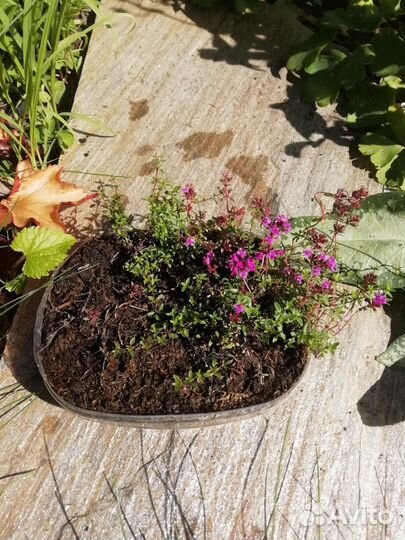 Чабрец. Тимьян. Зверобой