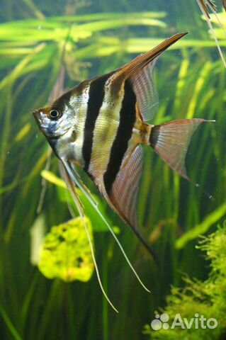 Скалярия, нанокара, золотая рыбка, телескоп