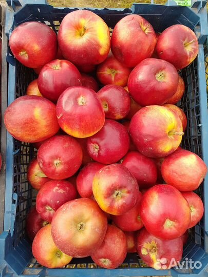 Яблоки от 1 килограмма с доставкой