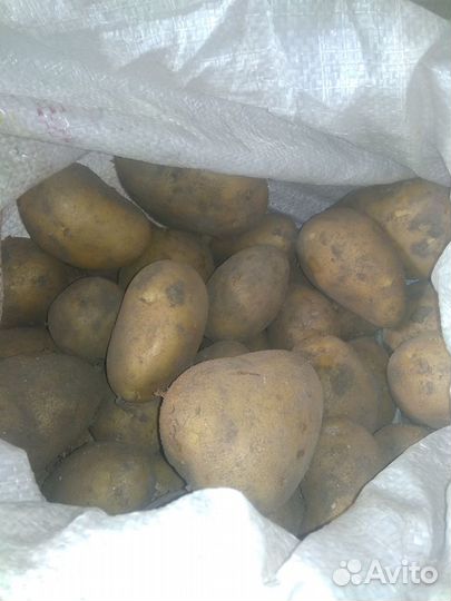 Картошка едовая